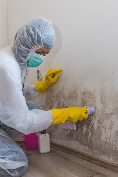 Trusted Kemah, TX Mold Removal Experts